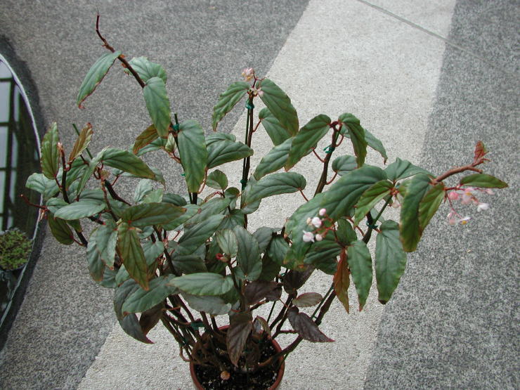 �{�C�V�A�[�i�y����z