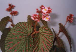 �u���E�B�����[�T�y����z