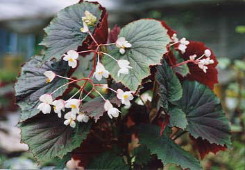 �t�F�������`���[�h�\��