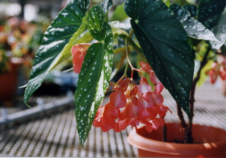 �t���[�����X�E���^