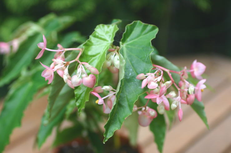 �n�i�K�X�~