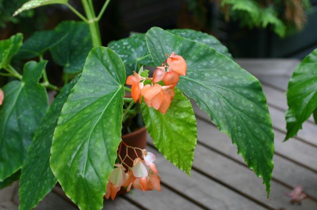 �n���C�A���E�T���Z�b�g