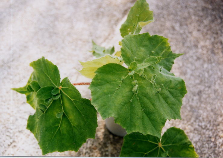 �q�X�s�_�E�N�N���t�F���y����z