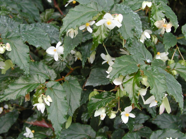 �z�[���[�E�N�x���V�X