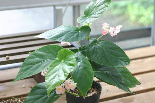 �n�j�[�T�b�N��