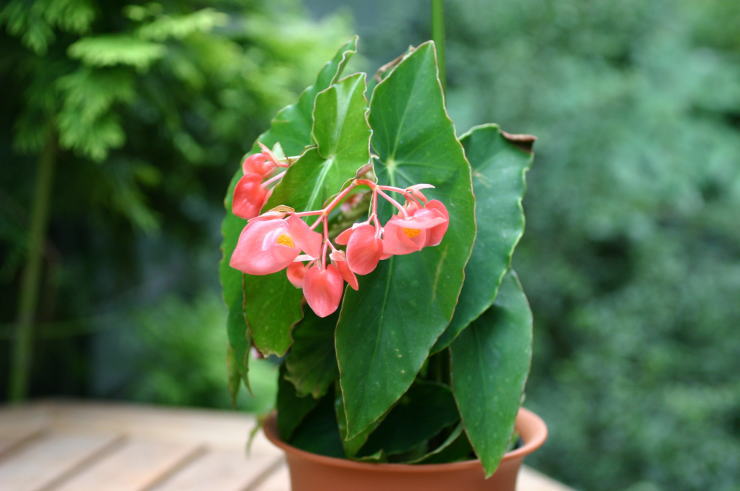 �z�b�g�E�X�|�b�g