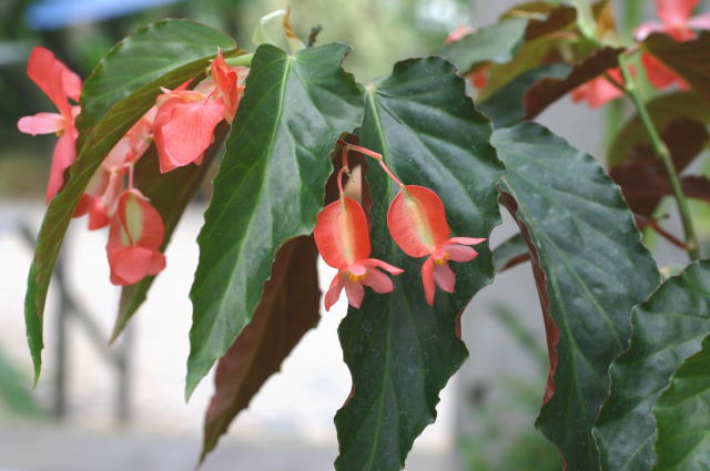 �z�b�g�E�^�}���[