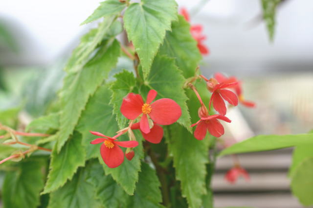 �}�_���E�t�@�j�[�E�W����