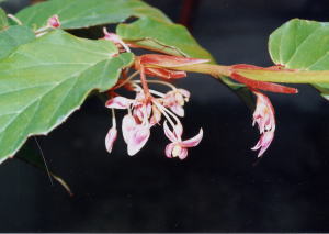 �}���j�C�F�Ԃ̗l�q