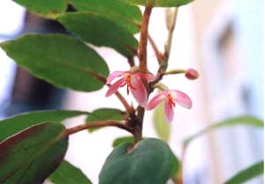 �}���j�C�F�Ԃ̗l�q