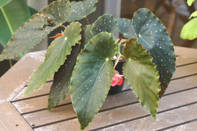 �}�[�K���b�g�E�C�Y�~