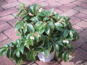 �}�[�M�C�E�V�b�P���[