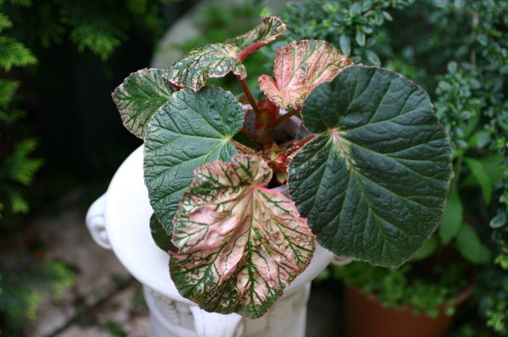 �~�b�h�i�C�g�E�T��