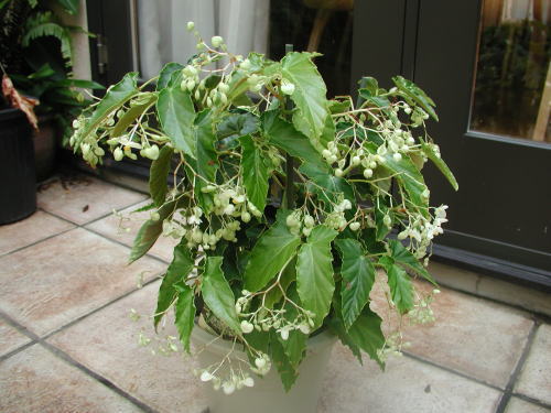 �~�h���K�X�~