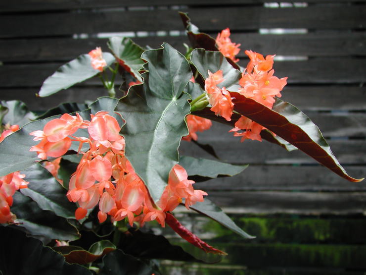 �݂����i�ό��j