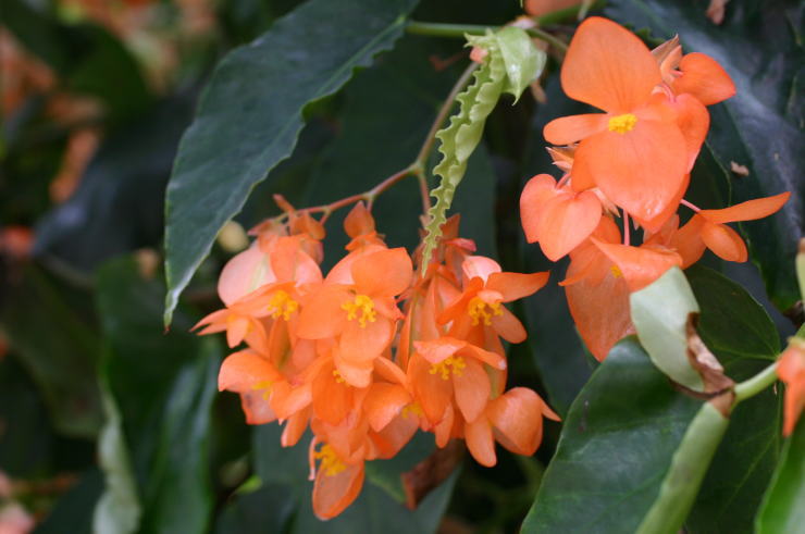 �I�����W�E���u��