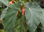 �I�����W�e�f�B