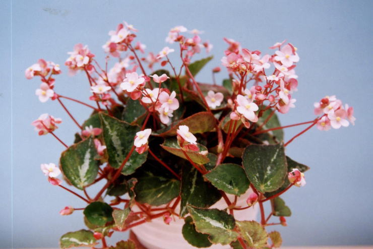 �t�C���b�s���y����z