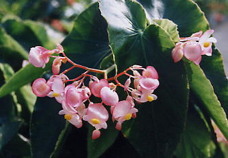 �s�R�e�B�[�E�V�����f���A