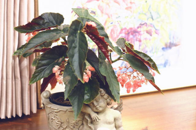 �s���N�E�V�����f���A