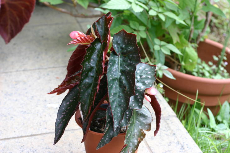 �s���N�E�t���b�N�X