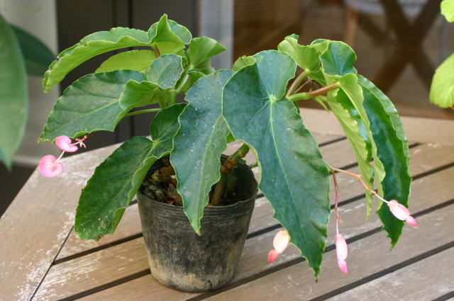 �v���}�h���i