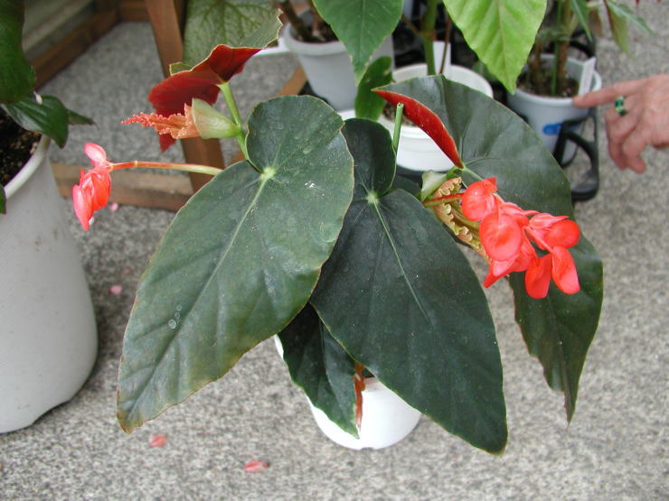 �v�����Z�X�E�_�C�A�i