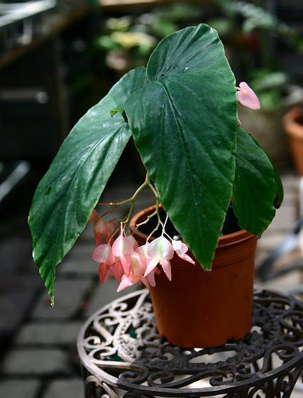 �v�����Z�X�}�R