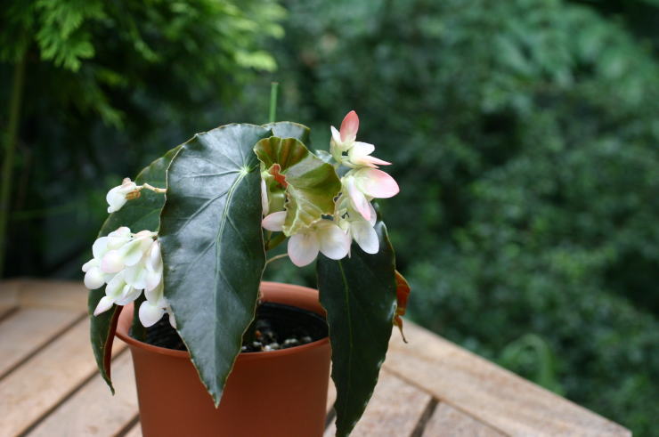 �v�����Z�X�E�}�T�R