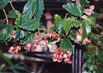 �v���N���x���X