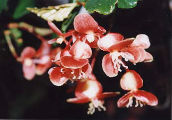 �v���N���x���X�F�ԕق̗l�q