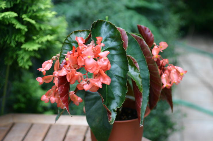 ���B�[�i�X