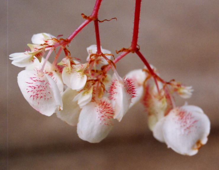 �r�A�E�f�B�[