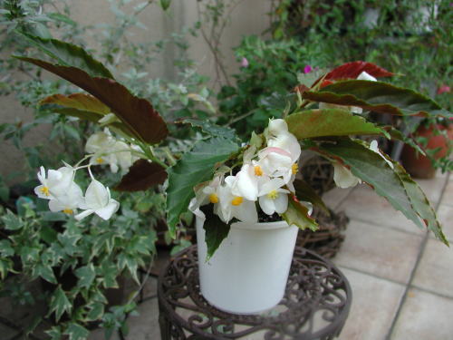 �z���C�g�E�t�@���O�[