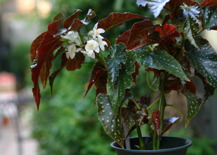 �z���C�g�E�t���b�N���Y