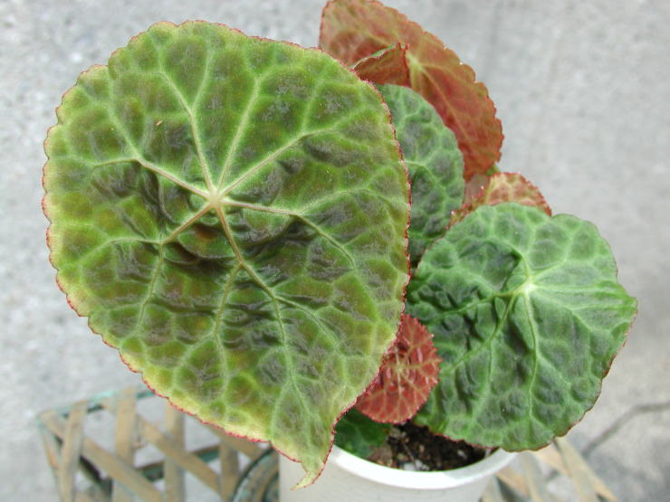 Begonia luochengensis ベゴニア・ルオチェンエンシス Begonia luochengensisベゴニア・ルオチェンエンシス② Begonia