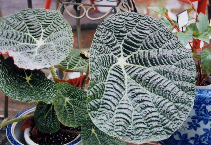 �p�E�����V�X