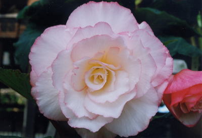 �s���N1