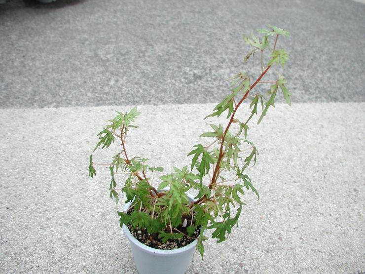 hQC