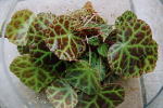 ライE></TD>
                                  </TR>
                                </TBODY>
                              </TABLE>
                              </TD>
                            </TR>
                          </TBODY>
                        </TABLE>
                        <BR>
                        <B>ニューギニア産(木立・根茎)</B><BR>
                         シンベゴニア属<BR>
                  <BR>
                        <B><FONT color=