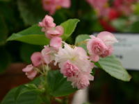 桜テマリ
