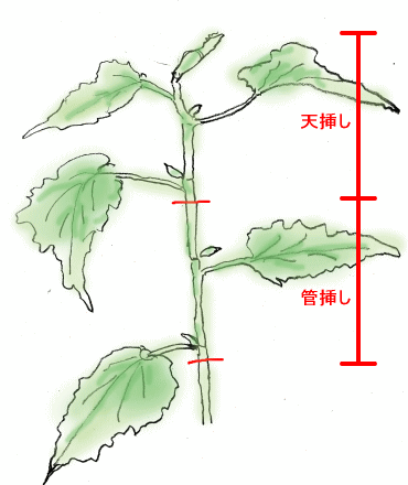 ベゴニアの管理 ベゴニアの増やし方 2