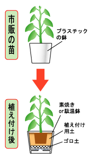 ベゴニアの育て方 鉢の選び方